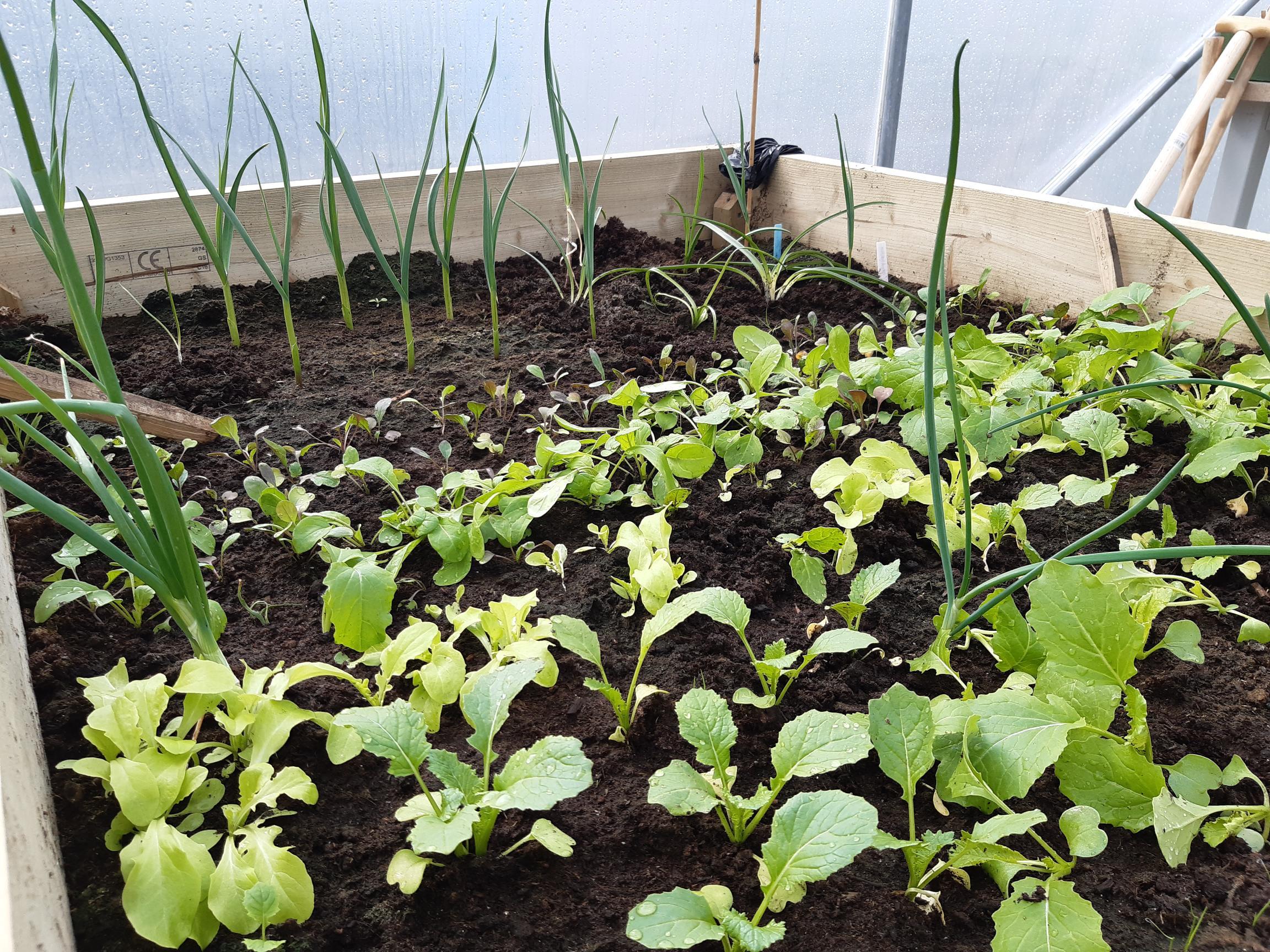 Dennett Valley She Shed 5